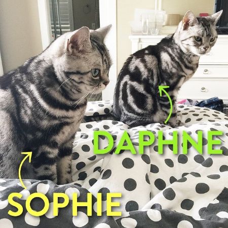 Kristina Werner is fond of her two pet cats, Sophie and Daphne. Is Werner married or she is single?