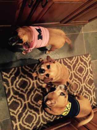 Jim Cramer possess three Puggle dog breeds