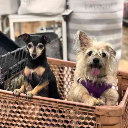 Chloe Rose Lattanzi adores her two pet dogs