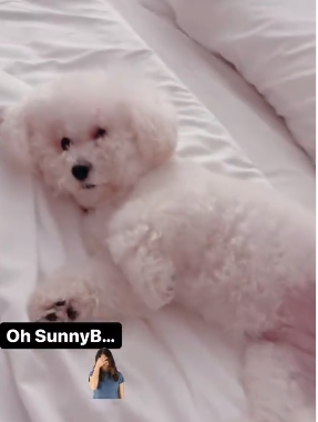 Screenshot of Maria Quiban's dog SunnyB