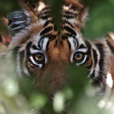 Bengal Tiger photographed by Scott Pelley