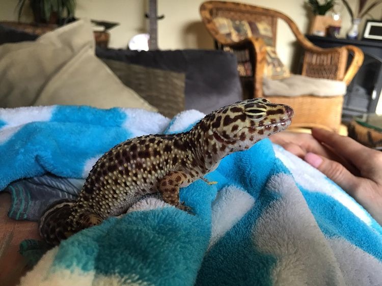 Ami Dolenz's leopard gecko pet "Leo"